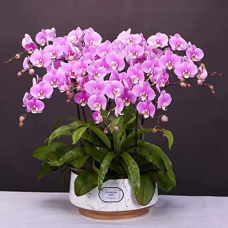 綠植租賃租擺價格 室內綠植租賃價格因品量、公司和定價而異。以下是一些通用套餐供選擇:450元/月:適合100平米;768元/月:適合500平米;600平米:適合1500平米;1568元/月:適合1000平米